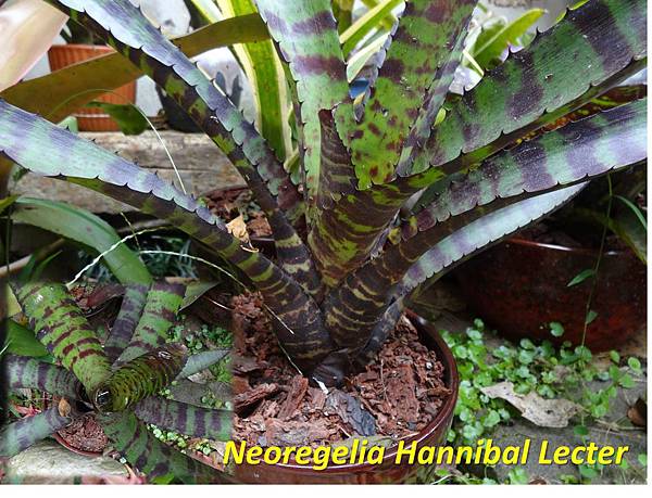 Neoregelia Hannibal Lecter.jpg