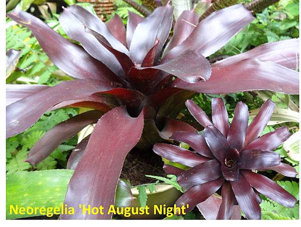 Neoregelia 'Hot August Night'.jpg