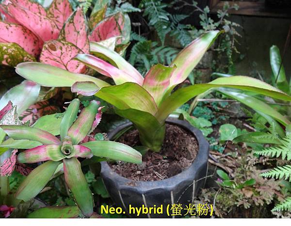 Neo. hybrid (螢光粉)h.jpg