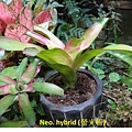 Neo. hybrid (螢光粉)h.jpg