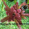 CIMG4397(Neoregelia hybrid 螺旋階梯A.JPG