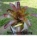 Neo.Justin's Song.jpg