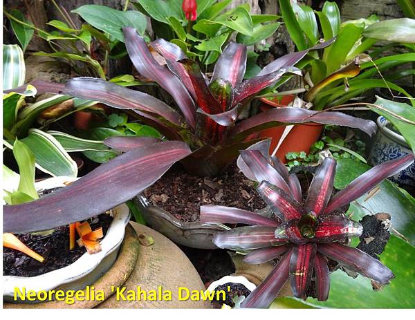 Neoregelia 'Kahala Dawn' HOME.jpg