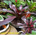 Neoregelia 'Kahala Dawn' HOME.jpg