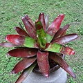 DSC00266Neoregelia ''Lambert''s Pride''.JPG