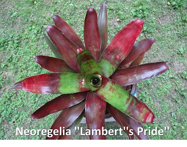 DSC00267Neoregelia ''Lambert''s Pride''.JPG