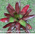 DSC00267Neoregelia ''Lambert''s Pride''.JPG