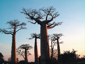 馬達加斯加特有的「寶寶樹」