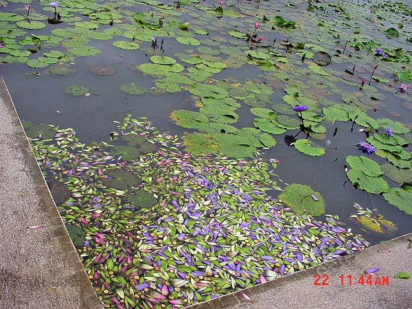 2007/09/22 蓮城蓮花園, 花蓮縣吉安鄉