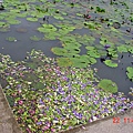 2007/09/22 蓮城蓮花園, 花蓮縣吉安鄉