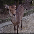 2010/10/15 奈良県奈良市