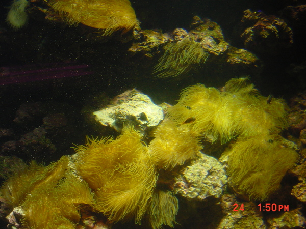 2008/07/24 國立海洋生物博物館, 屏東縣車城鄉