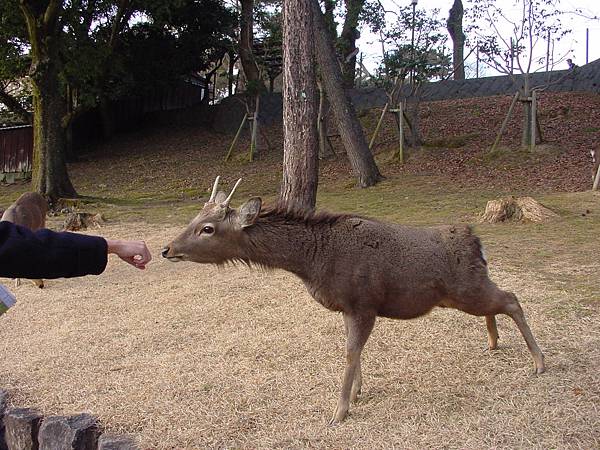 2009/01/27 奈良市, 奈良県