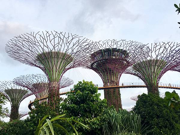 新加坡 濱海灣花園 天空樹