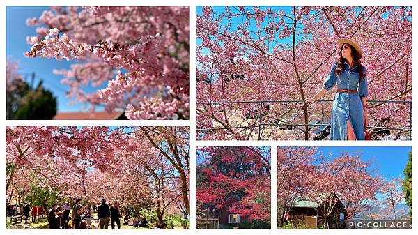 櫻花 桃園 拉拉山 恩愛農場 富士櫻 千島櫻