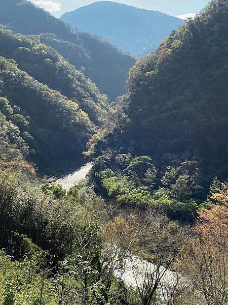 櫻花 桃園 拉拉山 恩愛農場 北橫