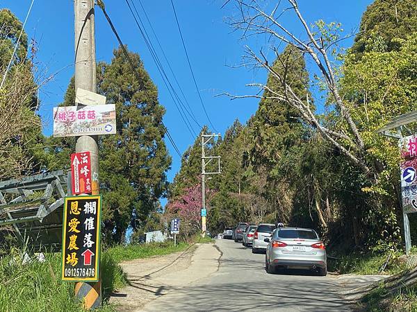 櫻花 桃園 拉拉山 恩愛農場 富士櫻 千島櫻 塞車 會車