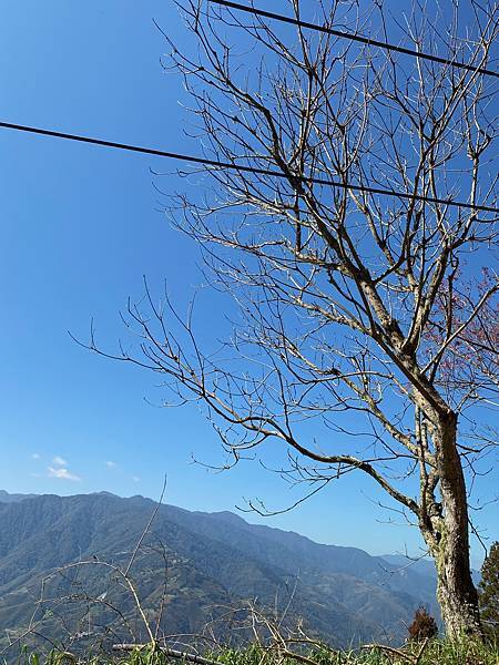 櫻花 桃園 拉拉山 恩愛農場 