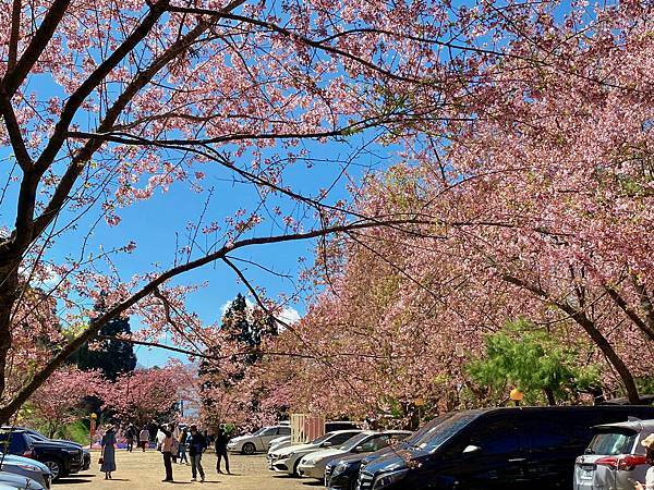櫻花 桃園 拉拉山 恩愛農場 富士櫻 千島櫻 停車場