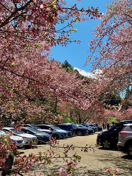 櫻花 桃園 拉拉山 恩愛農場 富士櫻 千島櫻 停車場