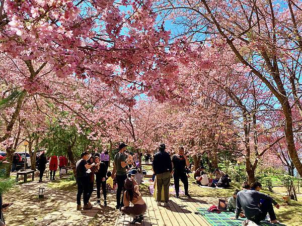 櫻花 桃園 拉拉山 恩愛農場 富士櫻 千島櫻 野餐