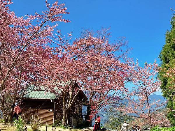 櫻花 桃園 拉拉山 恩愛農場 富士櫻 千島櫻 小木屋