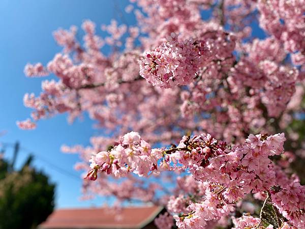 櫻花 桃園 拉拉山 恩愛農場 富士櫻 千島櫻