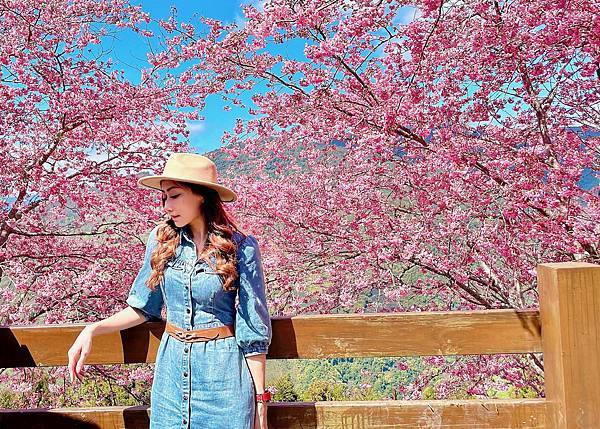 櫻花 桃園 拉拉山 恩愛農場 富士櫻 千島櫻 網美