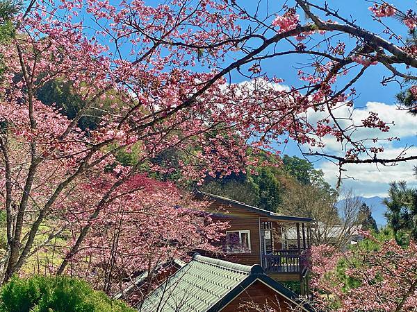 櫻花 桃園 拉拉山 恩愛農場 富士櫻 千島櫻 小木屋