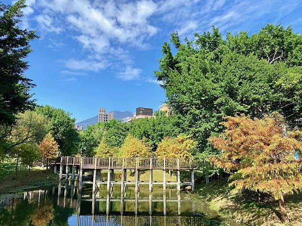 落羽松 台北市旅遊 北投旅遊 捷運奇岩站 奇岩一號公園 網美