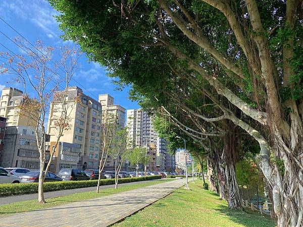 落羽松 台北市旅遊 北投旅遊 捷運奇岩站 奇岩一號公園 網美