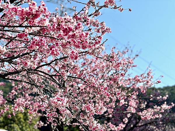 台北市福林路河堤櫻花盛開中！30顆粉紅色昭和櫻唯美又浪漫，而