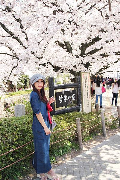 幹，花錢來是對的！沿著哲學之道走到南禪寺，在360顆染井吉野