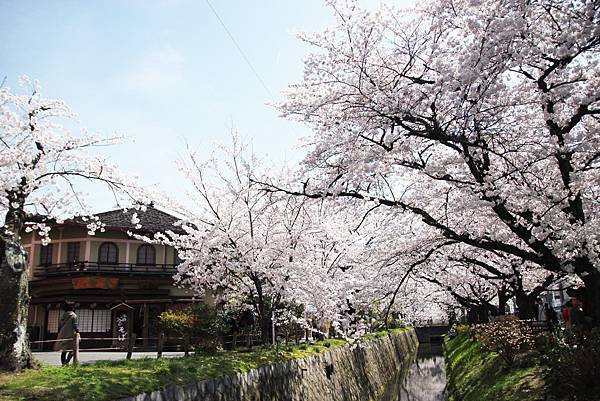 幹，花錢來是對的！沿著哲學之道走到南禪寺，在360顆染井吉野