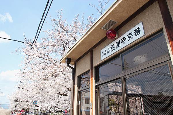 幹，花錢來是對的！沿著哲學之道走到南禪寺，在360顆染井吉野