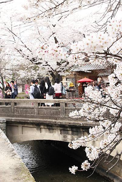 幹，花錢來是對的！沿著哲學之道走到南禪寺，在360顆染井吉野