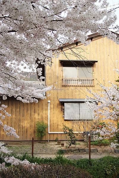 幹，花錢來是對的！沿著哲學之道走到南禪寺，在360顆染井吉野