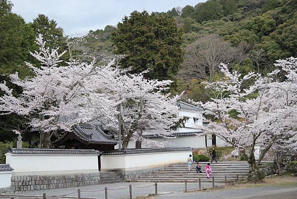 幹，花錢來是對的！沿著哲學之道走到南禪寺，在360顆染井吉野