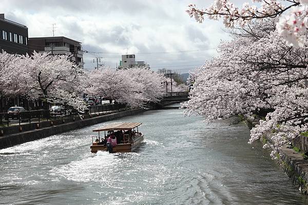 偽京都人的一天 穿上浴衣，在平安神宮、岡崎水圳欣賞吉野櫻