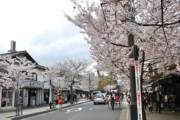 第一次求婚就上手！讓京都嵐山的櫻花見證我們的愛情