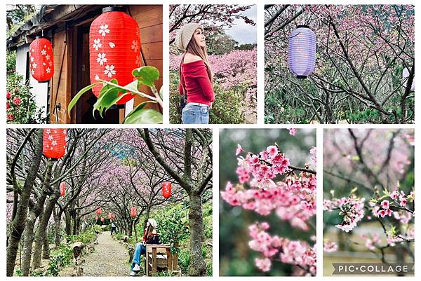 陽明山 賞櫻 小富士櫻 大埔農場 櫻花 茶花