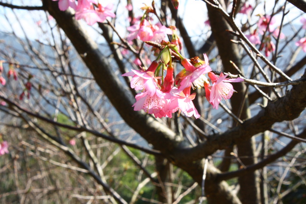 櫻花也開了