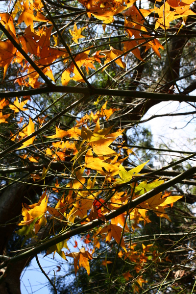 而且在台北就看到