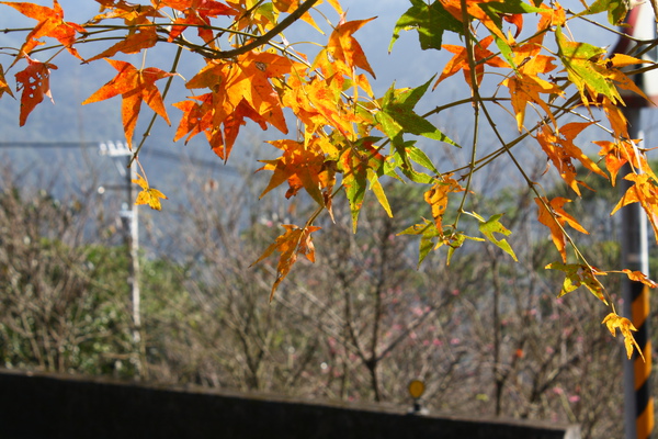 不用跑去武陵或奧萬大