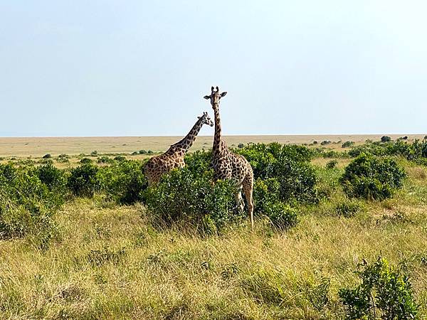 [東非獵遊 VS 維多利亞瀑布]肯亞~ 馬賽馬拉動物保護區 
