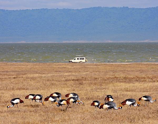 [東非獵遊 VS 維多利亞瀑布] 坦尚尼亞~ 非洲的伊甸園-