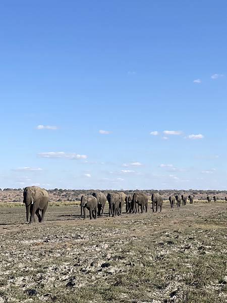 [東非獵遊 VS 維多利亞瀑布] 波札那~喬貝國家公園Cho
