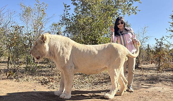 [東非獵遊 VS 維多利亞瀑布] 辛巴威~ 牽獵豹.獅子散步