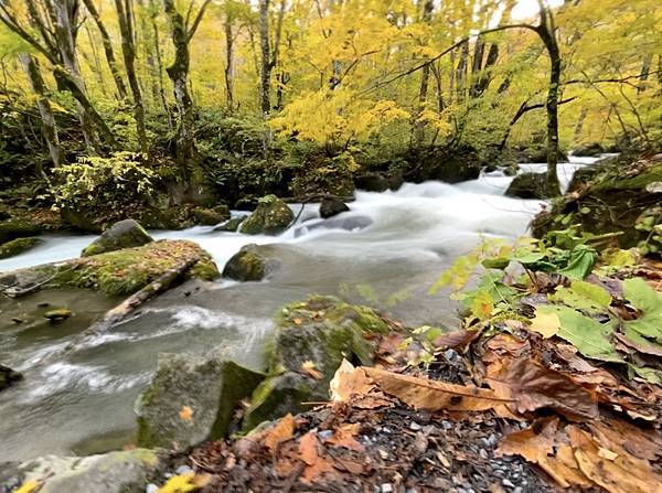[日本.青森] 奧入瀨溪 . 森呼吸