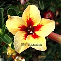 金燕紅心 7cm.jpg